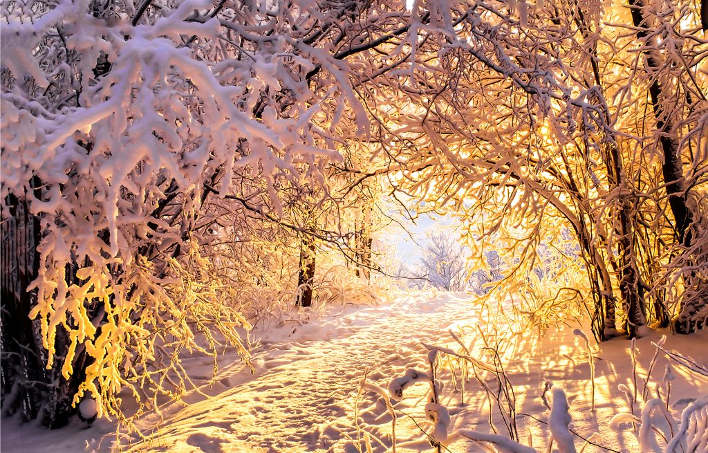Snow-covered trees bathed in sunlight