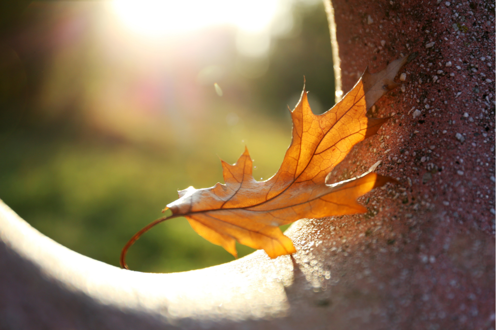 Motif of autumn with dry leaf