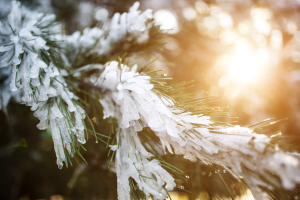 Zasnežená halúzka ihličnatého stromu